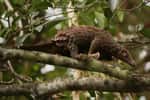 Un pangolin, l'espèce est en voie de disparition en raison du braconnage et de la perte de son habitat. © Jiri Prochazka, Adobe Stock