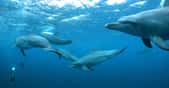 Des chercheurs de la Florida International University (États-Unis) montrent comment le grand dauphin de l’océan Indien noue des relations sociales complexes pour maximiser ses chances de reproduction. © kobayashi, Adobe Stock