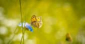 Les papillons font partie des insectes terrestres dont la population chute. © Pezibear, Pixabay 