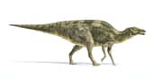 Le Maiasaura est un genre de dinosaure herbivore. Il fait partie de ceux dont les chercheurs de l’université de Yale (États-Unis) ont testé les coquilles d’œufs fossilisées afin de déterminer leur température corporelle. Celle-ci a été estimée à 44 °C soit 15 °C au-dessus de la température de l’environnement dans lequel ils évoluaient. © matis75, Adobe Stock