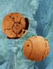 Microphotographies de deux spécimens fossiles d’embryons datant de 600 millions d'années de la Formation  Doushantuo en Chine du sud. Crédit : Shuhai Xiao