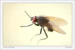 La drosophile, insecte très étudié en médecine. © Pierre K, Flickr CC by nc-sa 2.0