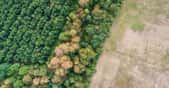 À la lisière – ici celle d’une forêt très métropolitaine, pour illustration – d’une zone de forêt tropicale humide dégradée par les activités humaines, les arbres souffrent et peinent à survivre. C’est ce que note une équipe européenne de chercheurs. © Pierre, Adobe Stock