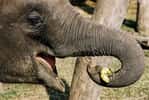 À la surprise des chercheurs, une éléphante du zoo de Berlin (Allemagne) a appris à éplucher des bananes. © David guinaldo, EyeEm, Adobe Stock