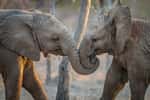 En écoutant des éléphants d’Afrique, des chercheurs de l’université de l’État du Colorado (États-Unis) ont découvert qu’ils s’appellent par des prénoms. © simoneemanphoto, Adobe Stock