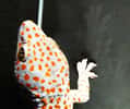 Le gecko (Gecko gecko) Diego utilisé pour les expérimentations laisse des empreintes bien visibles sur le support noir : ce sont les traces de doigt plus claires en haut à droite, devant la patte. © Ping Yuan Hsu/University of Akron