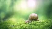 Un escargot se déplace sur un lit de mousse. © Marc Andreu, Adobe Stock   