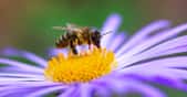 Des chercheurs de l’université d’York (Royaume-Uni) ont analysé des dizaines de pollens pour savoir lesquels seraient les meilleurs pour les abeilles sauvages. Et finalement, aucune espèce végétale n’apparaît optimale pour la santé des abeilles sauvages. © Pakhnyushchyy, Adobe Stock