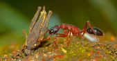Des chercheurs de l’université d’État de Kennesaw (États-Unis) ont observé une étonnante plasticité chez les fourmis sauteuses indiennes. © Kalesh Sadasivan, Antwiki
