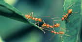 Les fourmis sont des animaux sociaux qui savent s’entraider. Elles savent même reconnaître les plaies infectées de l’une de leurs compagnes et les soigner efficacement, nous apprennent aujourd’hui des chercheurs. © lirtlon, Adobe Stock