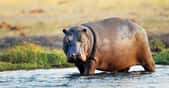 Les hippopotames sont des animaux massifs. Pourtant, des chercheurs du Royal Veterinary College (Royaume-Uni) affirment qu’il leur arrive de voler lorsqu’ils se mettent à courir vite. © Carolyn, Adobe Stock