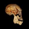 Représentation du crâne KNM-ER 1.470, découvert à Koobi Fora au Kenya en 1972, à laquelle a été associée la mâchoire KNM-ER 60.000. L’image du crâne a été obtenue grâce à un CT-scan. La photographie de la mâchoire correspond à une reconstitution. © Fred Spoor
