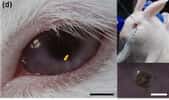 Les chercheurs coréens ont testé leurs lentilles à Led sur des lapins dont la taille des yeux est proche de celle des humains. Les cobayes les ont portées durant cinq heures sans montrer de signes de gêne ni d’irritation. © Ulsan National Institute of Science and Technology