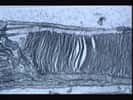 Crédits : INSERM 97OEIL HUMAIN. RETINE, BATONNETS EN MICROSCOPIE ELECTRONIQUE A TRANSMISSION. x20000.