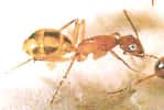 Comment les fourmis organisent leurs nécropoles