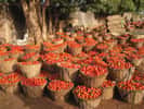 Les mouches blanches sont le vecteur de centaines de virus, et endommagent sérieusement les plantes potagères, les tomates notamment. À l'image, une récolte de tomates, au Burkina Faso. © Marie-Noëlle Favier, IRD