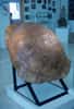 Une carapace de tortue géante du miocène. Crédit : Educarm