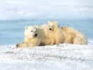 &copy; www.7art-screensavers.comLes ours polaires : en mauvais état de santé...