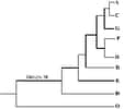 Arbre phylogénétique des 9 sous-types de VIH-1.Le sous-type O est très différent des 8 autres : on peut le considérer comme une espèce différente de VIH.