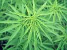 Cannabis : le produit illicite le plus consommé