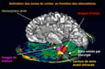 La lecture ou comment la culture s'inscrit dans notre cerveau