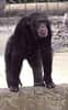 Un chimpanzé (crédits : http://www2.ac-lyon.fr)
