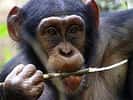 Une utilisation encore plus sophistiquée des outils par les chimpanzés