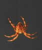L'araignée est capable d'éviter les mouvements incontrolés de son fil, qui pourraient potentiellement attirer les prédateurs.&copy; Anthony Carré - CNRS 2006