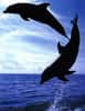 Dauphins et baleines : deux histoires distinctes(Crédits : http://www.ac-nancy-metz.fr)