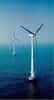 L'impact écologique négligé des éoliennes offshore