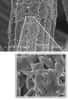 Rhodoferax ferrireducens fixées sur une électrode en graphite, vues au microscope électronique.