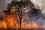 Armer les communautés locales contre les feux de forêt
