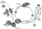 Virologie : Augmentation des cas d'infection à Hantavirus en France