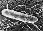 &copy;  INRA / R. DucluzeauEscherichia coli vue au microscope électronique