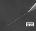 Nanotubes de carbone collés au bout d'une pointe de tungstène. (Image de C. Journet et P. Vincent)