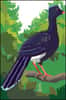Hocco de Koepcke (Crax unicornis koepckeae)