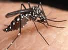 L'épidémie de Chikungunya : la Croix-Rouge française renforce son dispositif