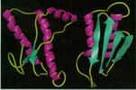 La protéine du prion existe sous deux formes, l'une pathogène et l'autre « normale », différant par leur structure tridimensionnelle.