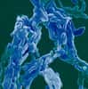 Tuberculose : le bacille se réfugie dans les cellules adipeuses