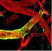 Visualisation en microscopie multiphotonique d’un vaisseau sanguin HEV (en vert) dans un ganglion lymphatique. Les autres vaisseaux sanguins du ganglion sont colorés en rouge. Les vaisseaux HEV permettent l’entrée dans le ganglion des lymphocytes circulant dans le sang. © Jean-Philippe Girard - IPBS (CNRS/Université de Toulouse)