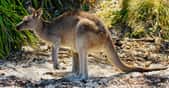 Le kangourou n’est pas un animal à trois pattes, mais il se sert volontiers de sa queue comme d’une troisième patte factice. © James Wainscoat, Unsplash