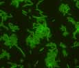 Des bactéries Lactobacillus reuteri fluorescentes. Crédits Baylor College of Medicine