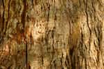 Le bois est un matériau composite dont la matrice est faite de lignine et le renfort, de fibres de cellulose.&nbsp;© laurentmorand, Flickr, CC by-NC-ND 2.0