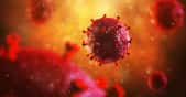 Une cellule peut être infectée par deux virus à la fois. © artegorov3@gmail, Adobe Stock