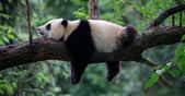 Les pandas géants sont le symbole de la lutte contre la perte de biodiversité. Le plus vieux d’entre eux vient de quitter notre monde. © Cedar, Adobe Stock