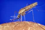 Le moustique Anopheles stephensi est l'un des vecteurs du paludisme. Lorsqu'il est infecté, ses habitudes alimentaires et son odorat changent, et ce comportement favorise la propagation du parasite. © CDC, DP