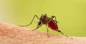 Des chercheurs de la Vanderbilt University (États-Unis) nous apprennent que les moustiques vieillissent plus vite et perdent de leurs capacités immunitaires lorsque les températures augmentent. © frank29052515, Adobe Stock