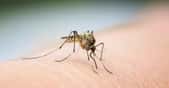 Dans certaines régions d'Asie du Su-Est, le moustique a développé une résistance aux insecticides. © Guillaume Souvant, AFP