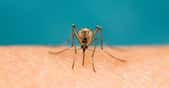En chauffant un insecticide au four à micro-ondes, des chercheurs de l’université de New York (États-Unis) ont boosté son efficacité. © nataba, Adobe Stock