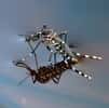 Le moustique-tigre est responsable de la transmission de nombreux virus, dont celui de la maladie chikungunya. Pourtant des gestes simples peuvent freiner l'augmentation des populations. &copy; smccann, Flickr, CC BY-NC-SA 2.0